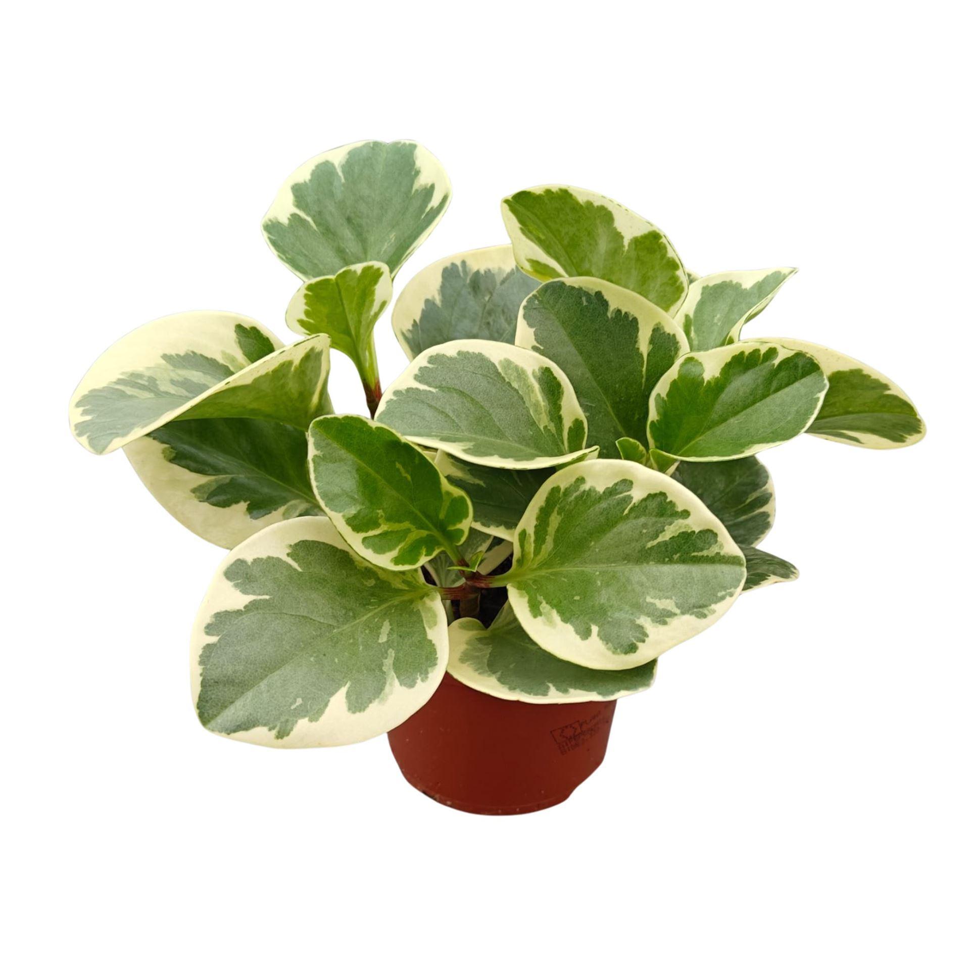 Горшечные цветы и растения оптом Peperomia Obt. variegata от 6шт из Голландии с доставкой по России