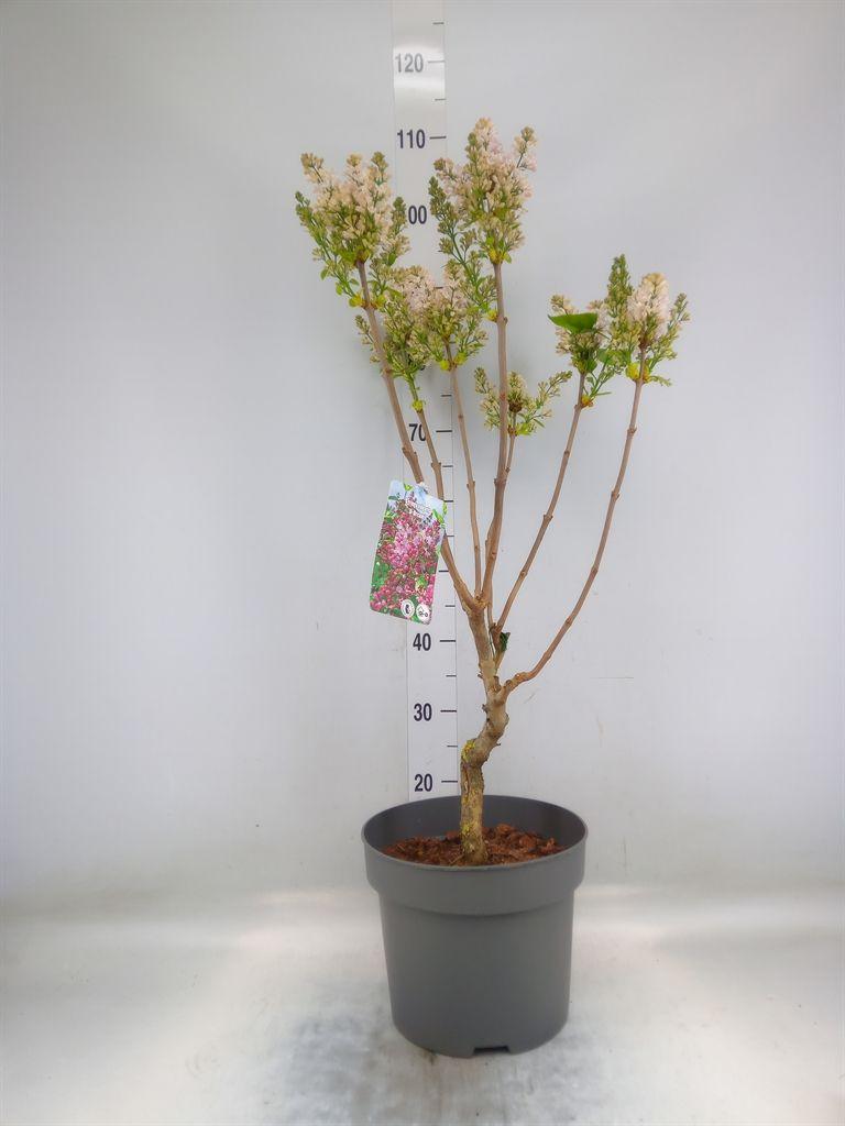 Горшечные цветы и растения оптом Syringa Vulg. от 1шт из Голландии с доставкой по России