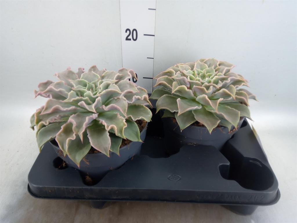 Горшечные цветы и растения оптом Echeveria   ... от 2шт из Голландии с доставкой по России