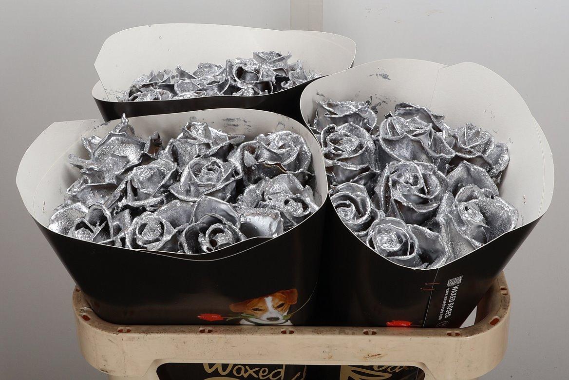 Срезанные цветы оптом Rosa large wax silver от 30шт из Голландии с доставкой по России