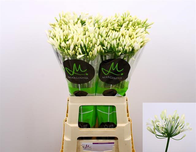 Срезанные цветы оптом Agapanthus gletsjer от 60шт из Голландии с доставкой по России