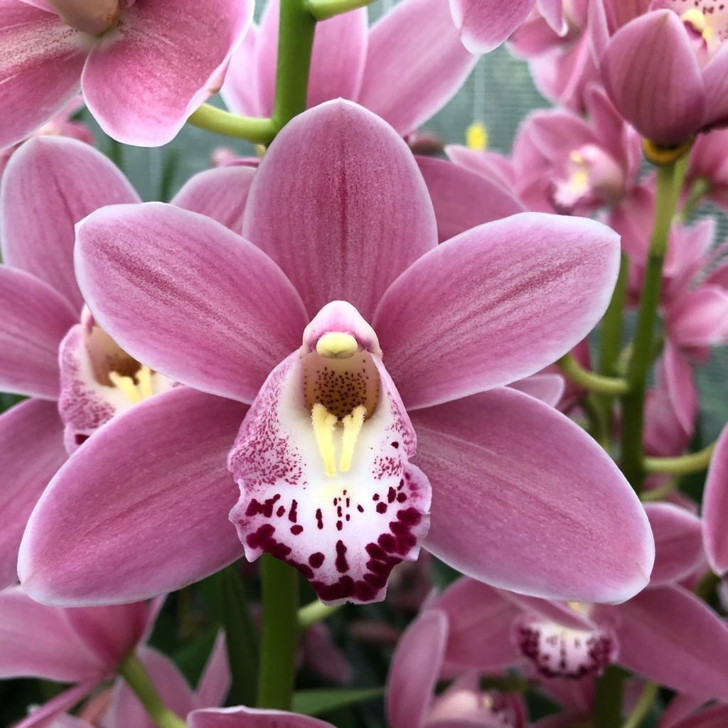 Срезанные цветы оптом Minicymbidium solo от 10шт из Голландии с доставкой по России