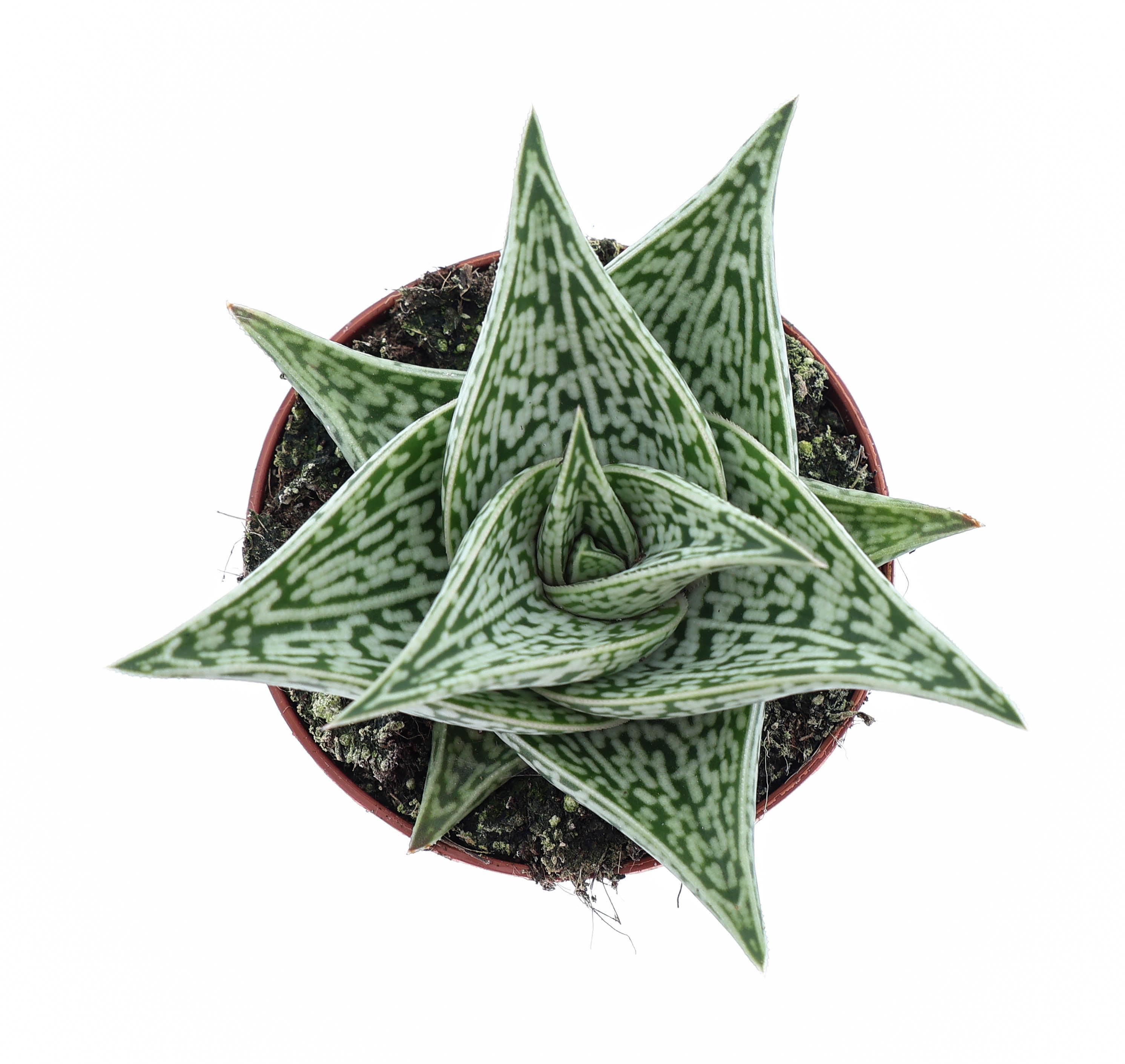 Горшечные цветы и растения оптом Aloe Variegata Tribal от 12шт (для телеги) из Голландии с доставкой по России