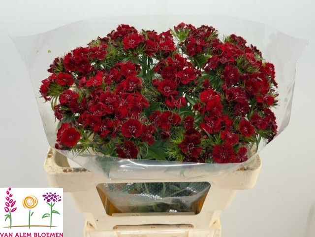 Срезанные цветы оптом Dianthus br sweet will red от 50шт из Голландии с доставкой по России