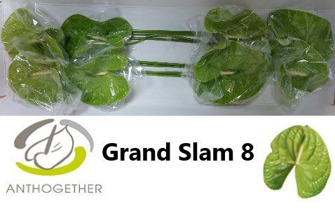 Срезанные цветы оптом Anthurium grand slam от 8шт из Голландии с доставкой по России