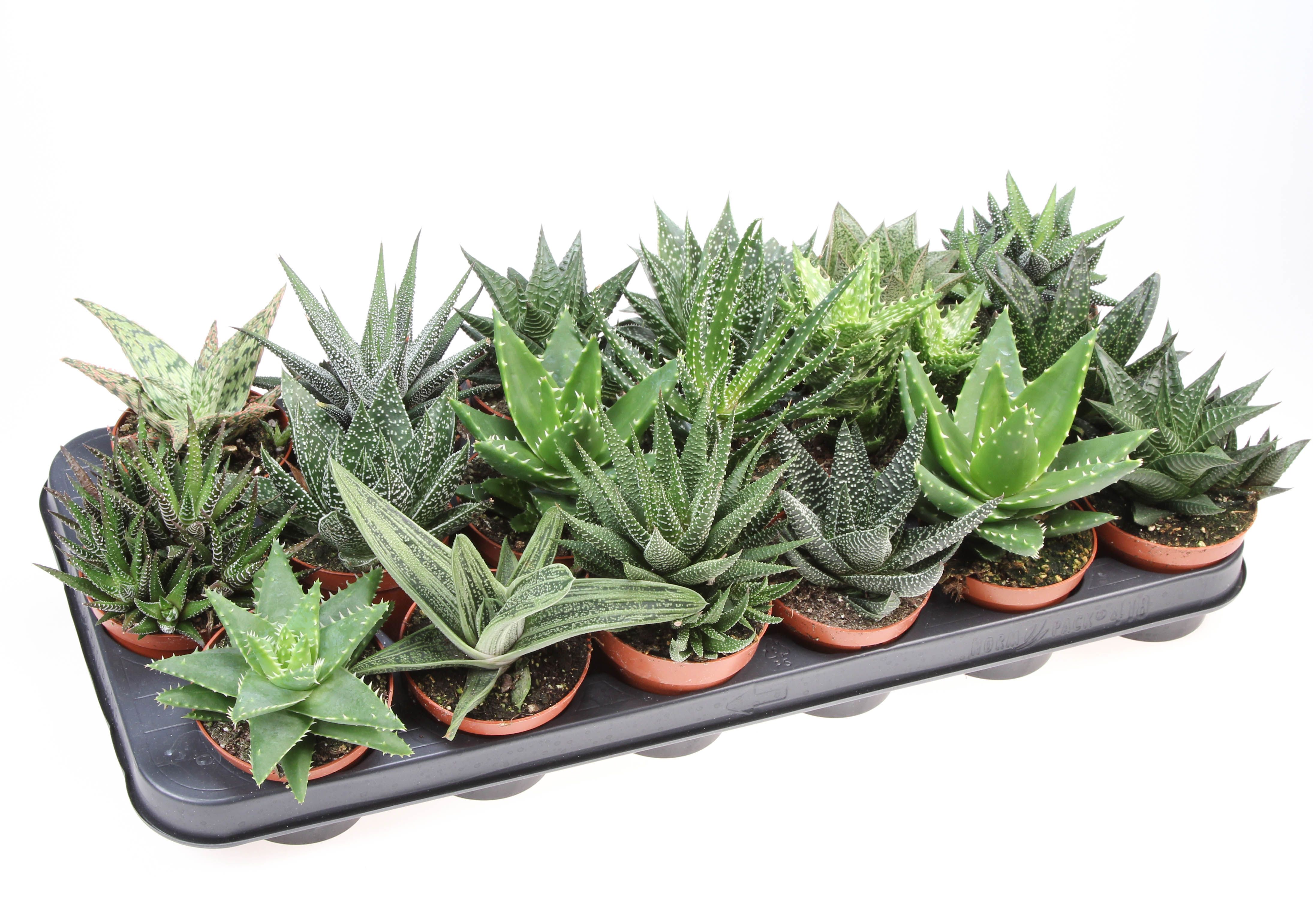 Горшечные цветы и растения оптом Aloe Haworthia Mix от 18шт (для телеги) из Голландии с доставкой по России