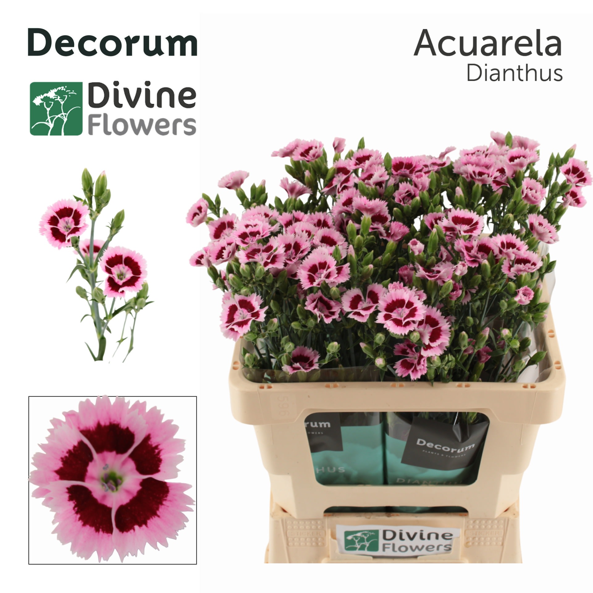 Срезанные цветы оптом Dianthus ov fiorino acuarela от 60шт из Голландии с доставкой по России