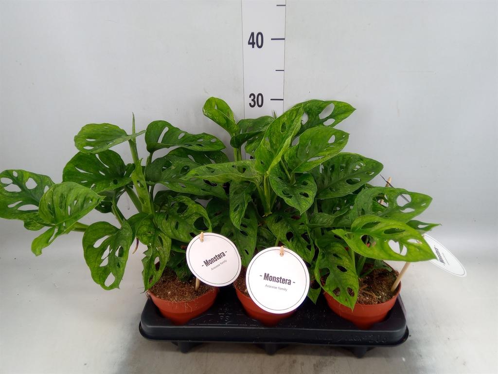 Горшечные цветы и растения оптом Monstera Obliqua Varigaed от 6шт из Голландии с доставкой по России