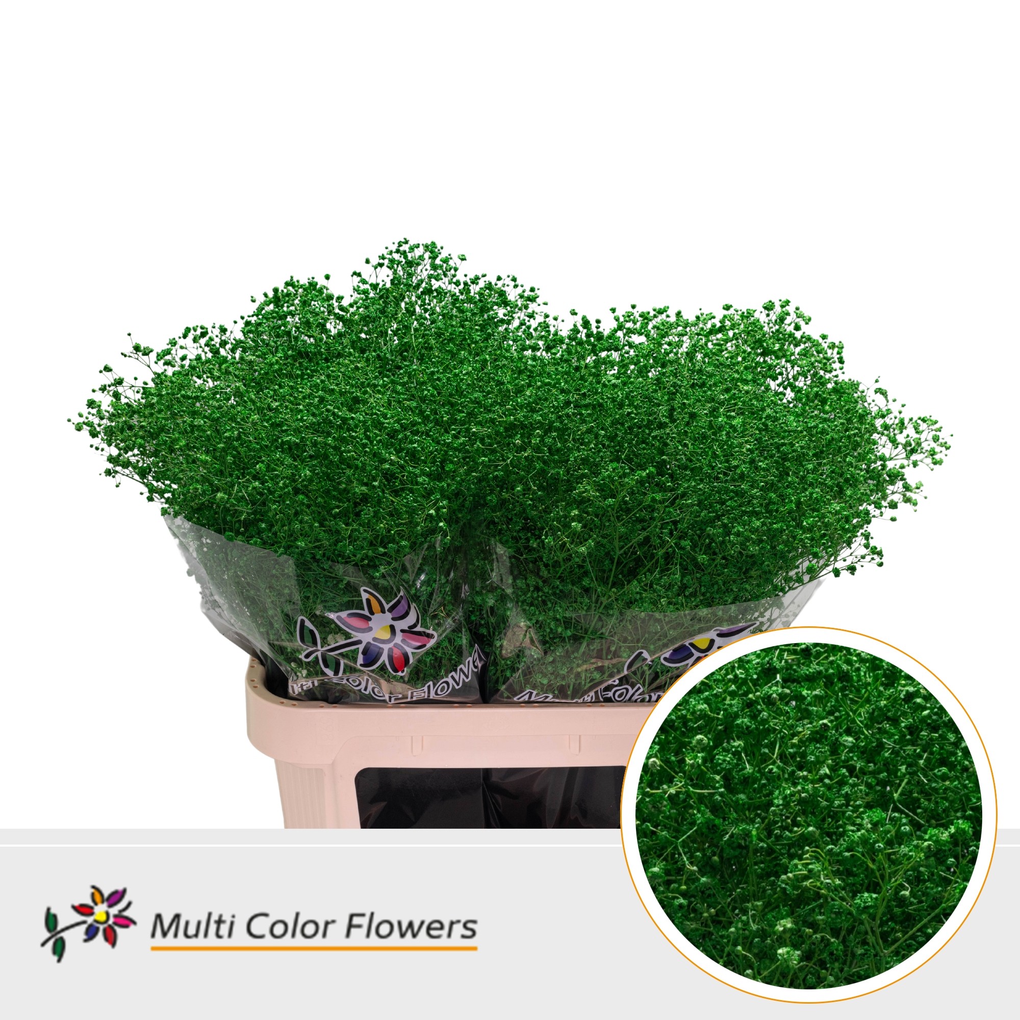 Срезанные цветы оптом Gyps large paint green от 50шт. из Голландии с доставкой по России