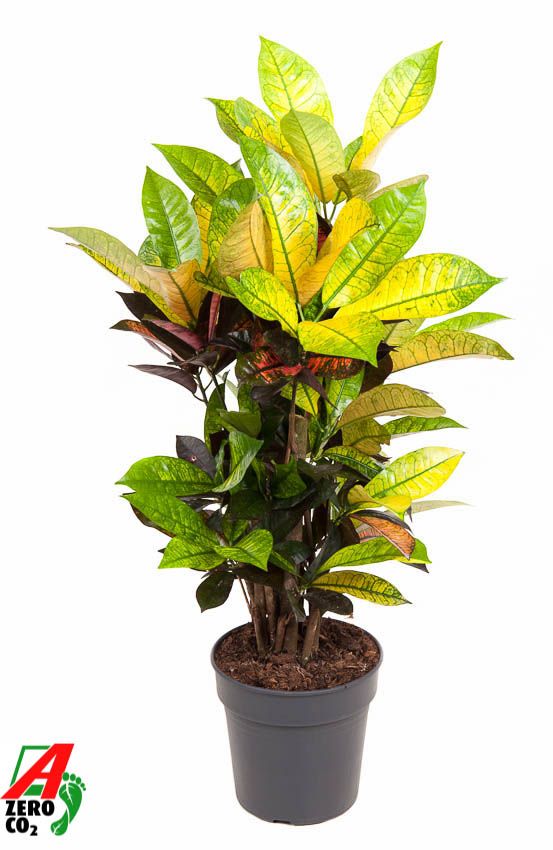 Горшечные цветы и растения оптом Codiaeum Mrs Iceton Branched от 1шт из Голландии с доставкой по России