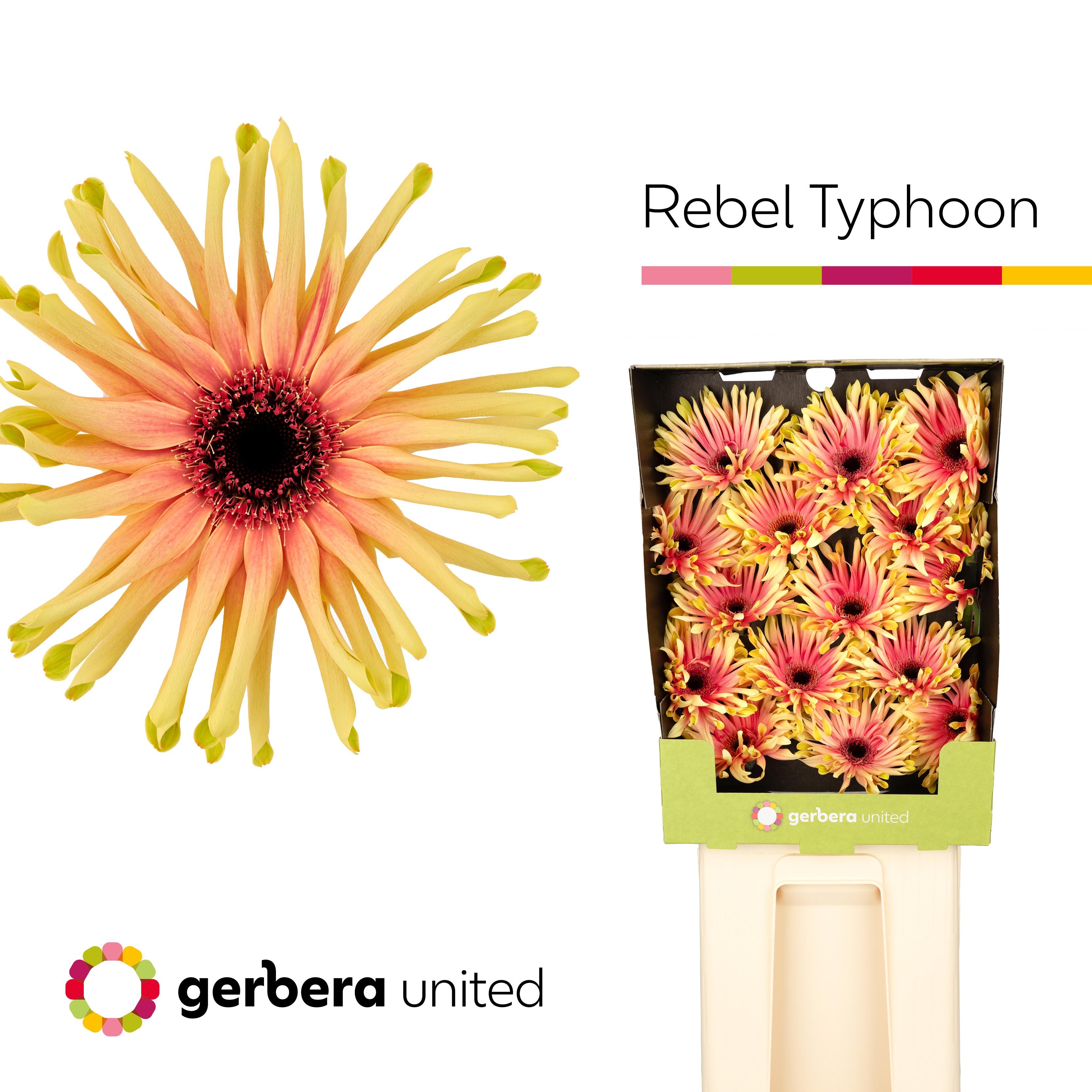 Срезанные цветы оптом Gerbera diamond rebel typhoon от 45шт из Голландии с доставкой по России
