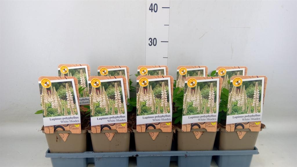 Горшечные цветы и растения оптом Lupinus   ... от 10шт из Голландии с доставкой по России