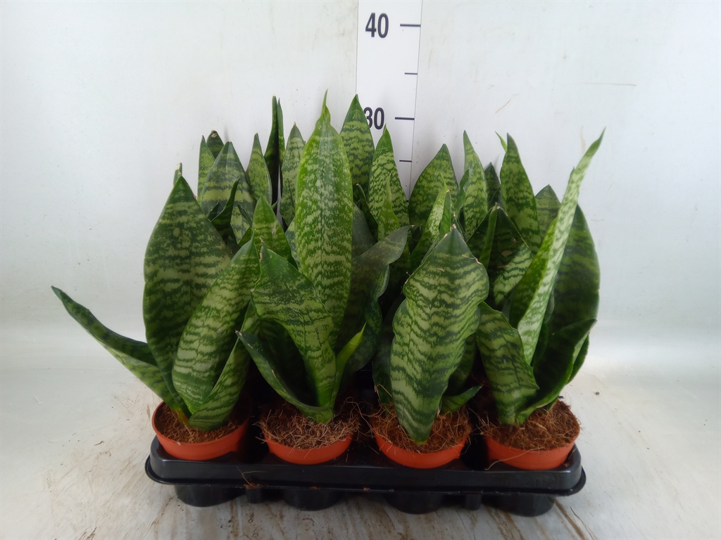Горшечные цветы и растения оптом Sansevieria Zeylanica от 12шт (для телеги) из Голландии с доставкой по России