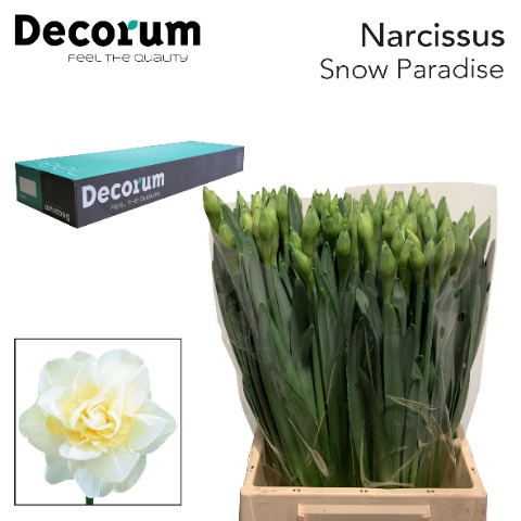 Срезанные цветы оптом Narcissus do snow paradise от 100шт из Голландии с доставкой по России