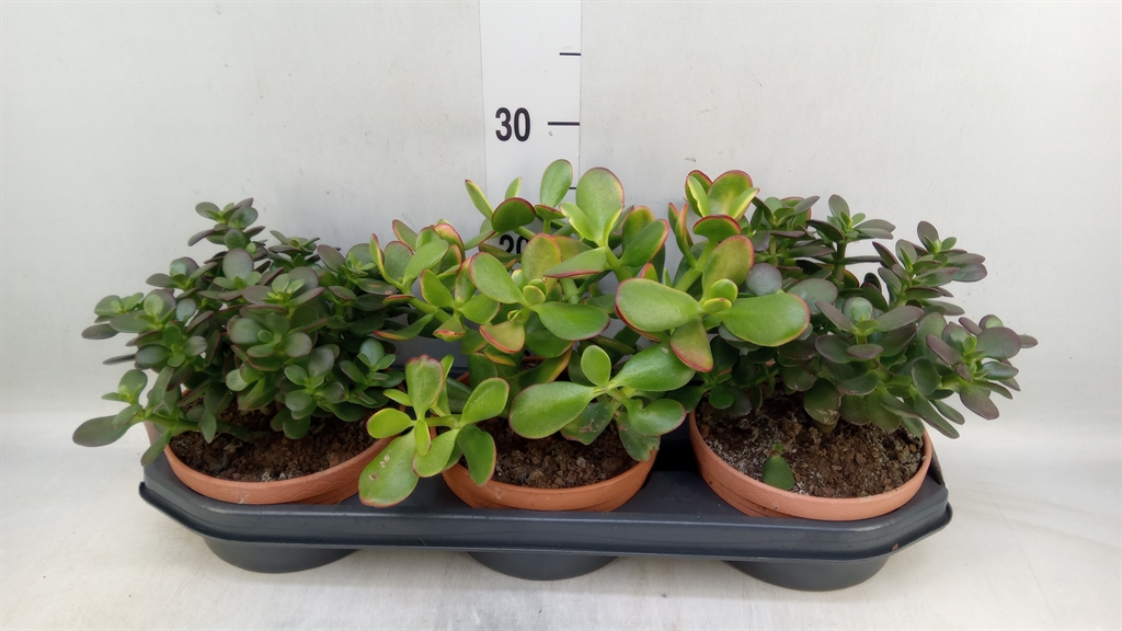 Горшечные цветы и растения оптом Crassula   ... от 3шт из Голландии с доставкой по России