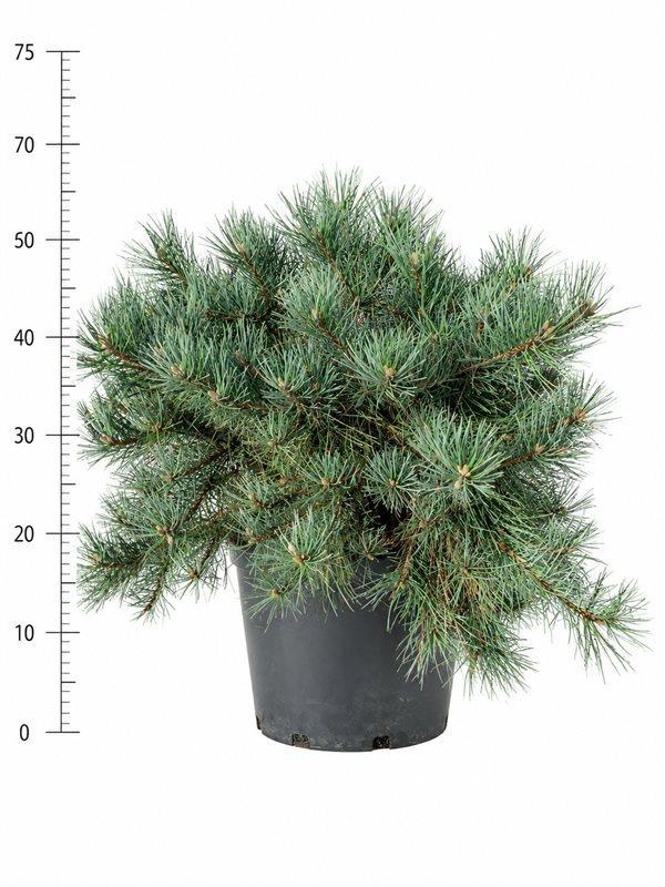 Горшечные цветы и растения оптом Pinus Sylv. repens от 1шт из Голландии с доставкой по России