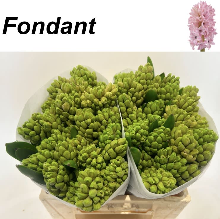 Срезанные цветы оптом Hyacinthus fondant от 50шт из Голландии с доставкой по России