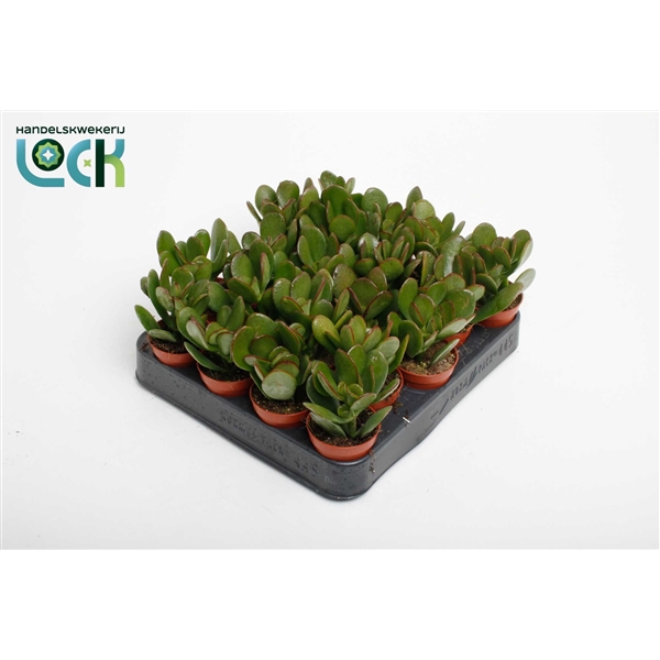 Горшечные цветы и растения оптом Crassula Argentea от 20шт (для телеги) из Голландии с доставкой по России