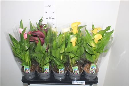 Горшечные цветы и растения оптом Zant Gem 2-3+ от 10шт из Голландии с доставкой по России