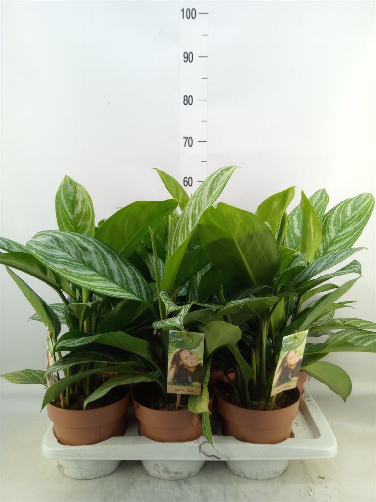 Горшечные цветы и растения оптом Aglaonema   ... от 6шт из Голландии с доставкой по России