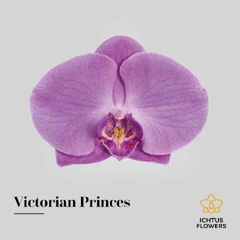 Срезанные цветы оптом Phalaenopsis victorian princess (per flower) от 25шт из Голландии с доставкой по России