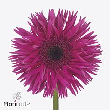 Срезанные цветы оптом Gerbera spider nola от 40шт из Голландии с доставкой по России