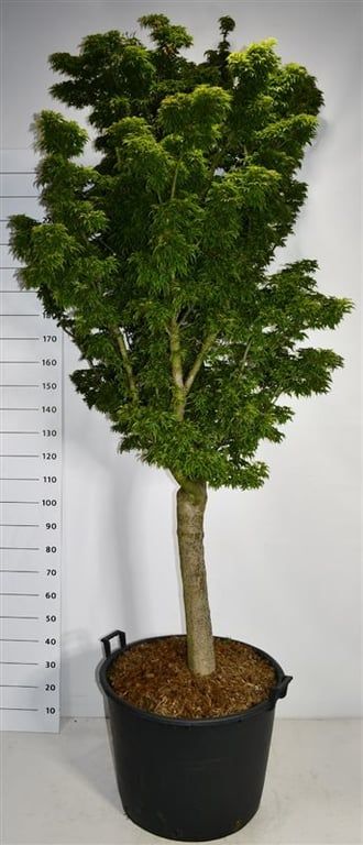 Горшечные цветы и растения оптом Acer Palm Shishigashira от 1шт из Голландии с доставкой по России