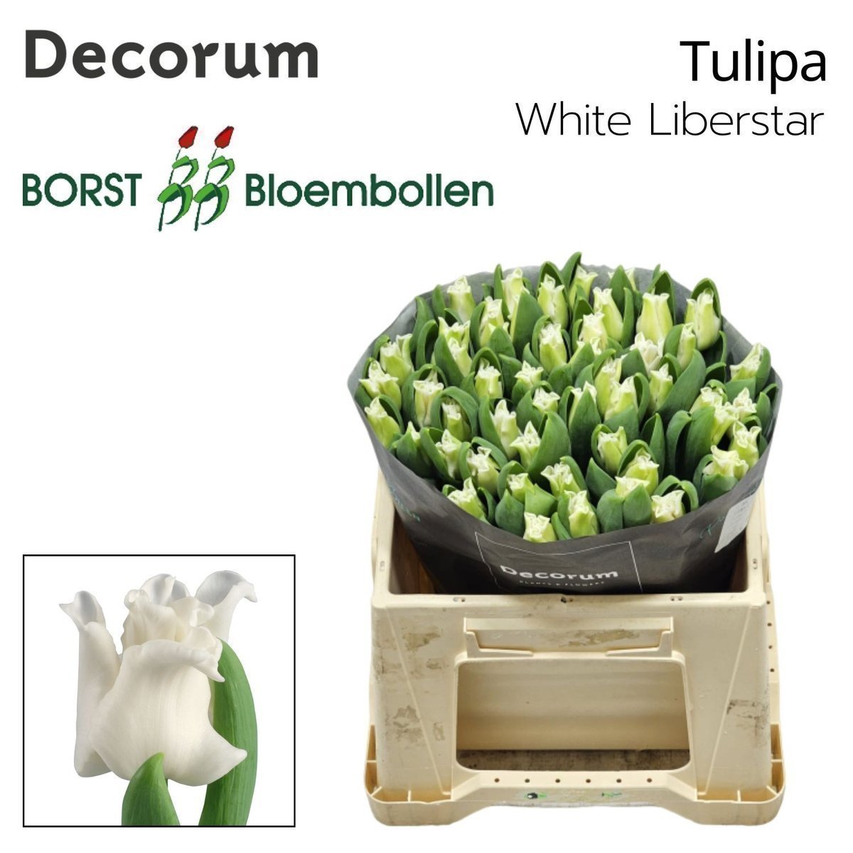 Срезанные цветы оптом Tulipa co white liberstar от 50шт из Голландии с доставкой по России