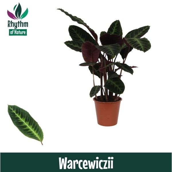 Горшечные цветы и растения оптом Calathea Warcewiczii (rhythm Of Nature) от 1шт из Голландии с доставкой по России