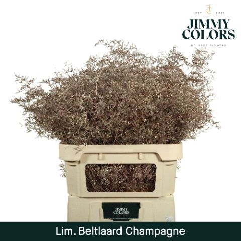 Срезанные цветы оптом Limonium beltlaard paint metallic champagne от 25шт. из Голландии с доставкой по России