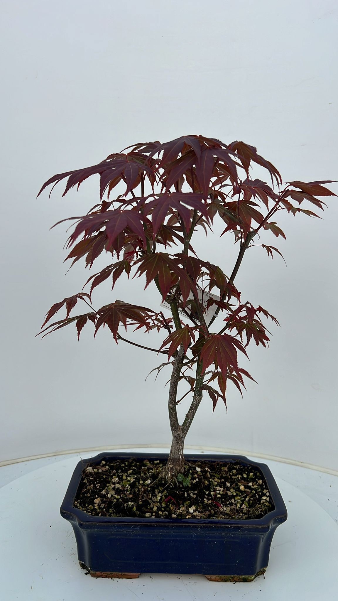 Горшечные цветы и растения оптом Acer Palmatum Atropurpureum, Pot 25cm. от 3шт из Голландии с доставкой по России