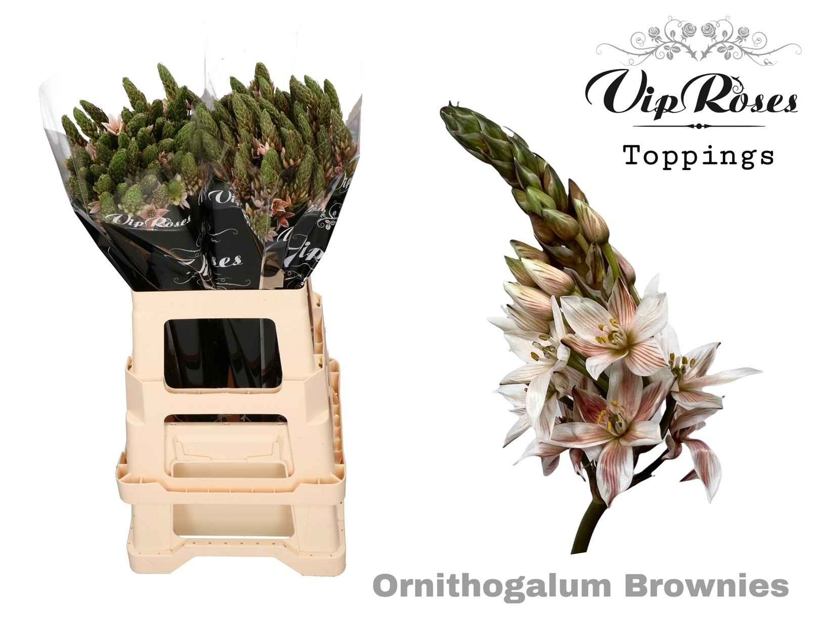 Срезанные цветы оптом Ornithogalum paint brownies от 100шт из Голландии с доставкой по России
