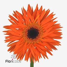 Срезанные цветы оптом Gerbera diamond gerspider firecracker от 80шт из Голландии с доставкой по России