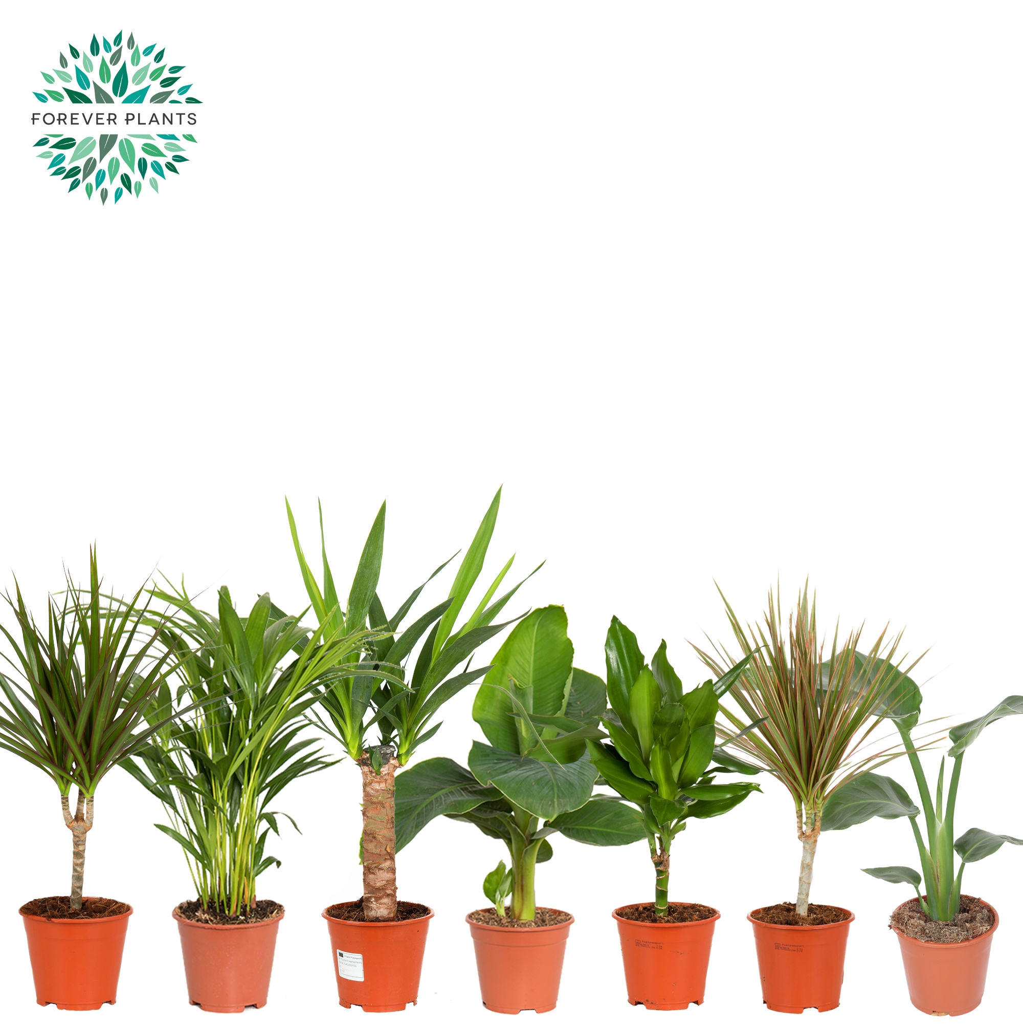 Горшечные цветы и растения оптом Plant Mix ( Forever) от 8шт из Голландии с доставкой по России