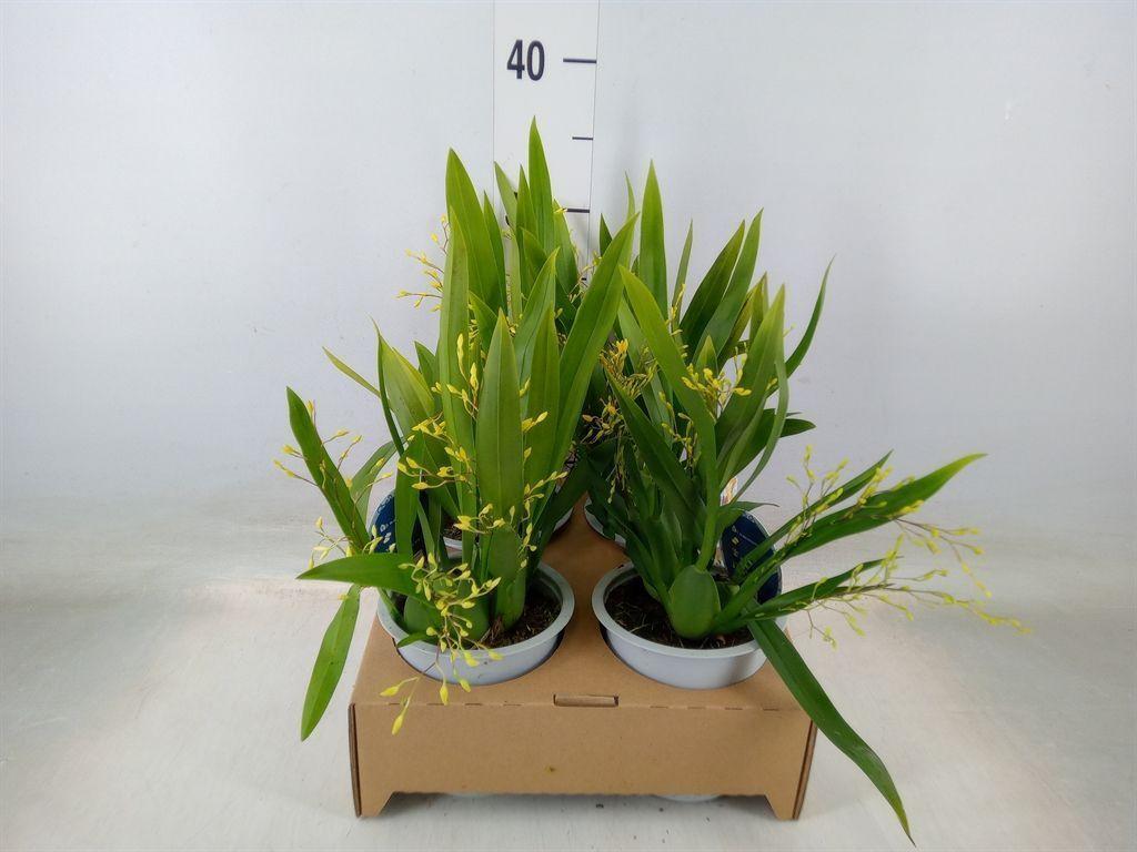 Горшечные цветы и растения оптом Orchideeen   ... от 4шт из Голландии с доставкой по России