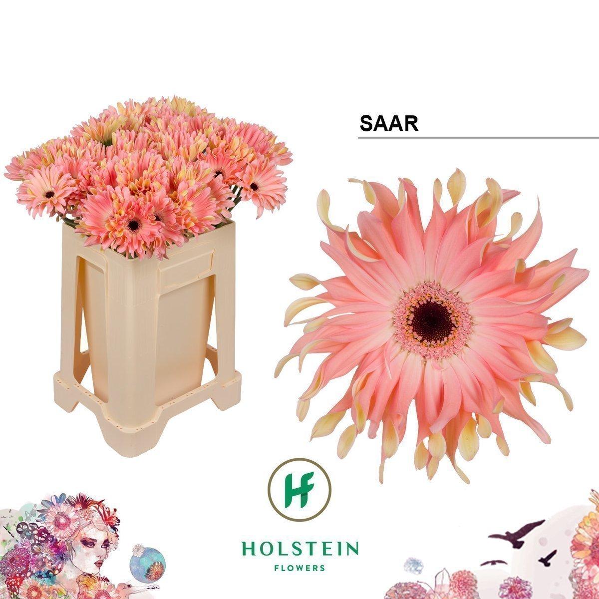 Срезанные цветы оптом Gerbera gerpasta saar от 40шт из Голландии с доставкой по России