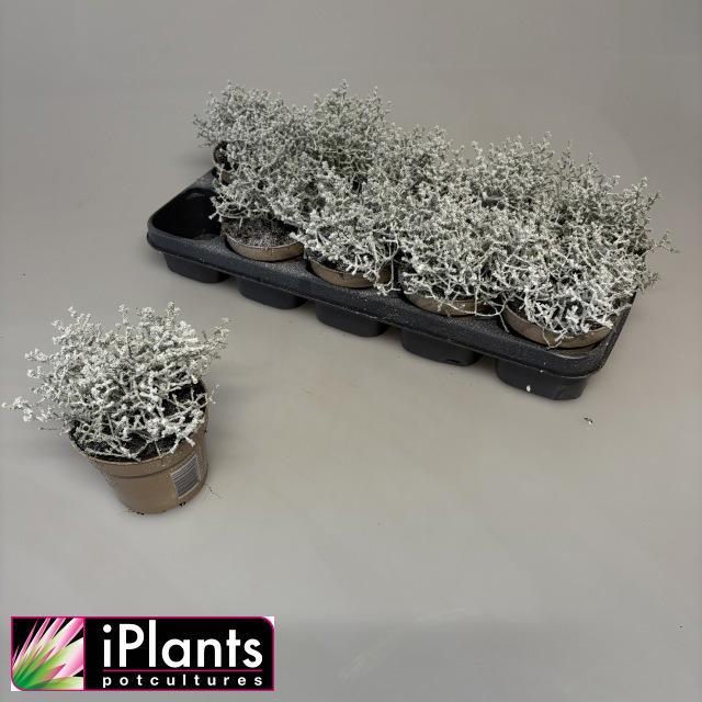 Горшечные цветы и растения оптом Leucoph Challenge от 10шт из Голландии с доставкой по России