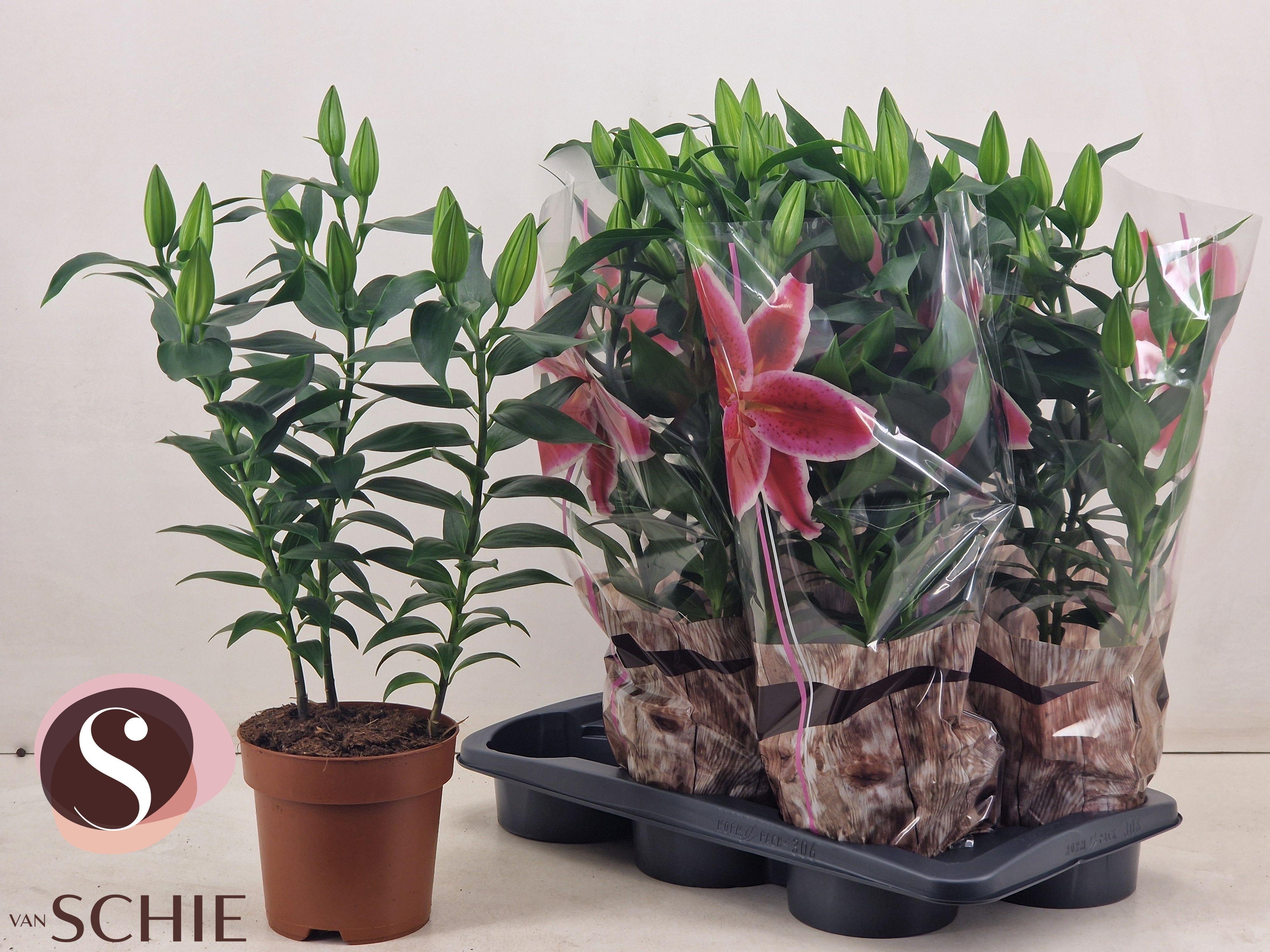 Горшечные цветы и растения оптом Lil Or Magny Cours от 6шт из Голландии с доставкой по России