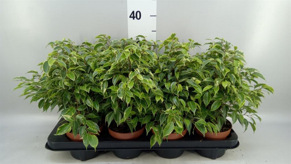 Горшечные цветы и растения оптом Ficus Benja. kinky от 8шт из Голландии с доставкой по России