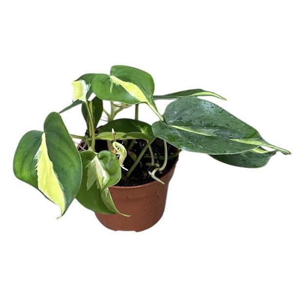 Горшечные цветы и растения оптом Philodendron Cream Splash от 1шт из Голландии с доставкой по России