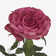Срезанные цветы оптом Rosa large country spirit blues от 40шт из Голландии с доставкой по России