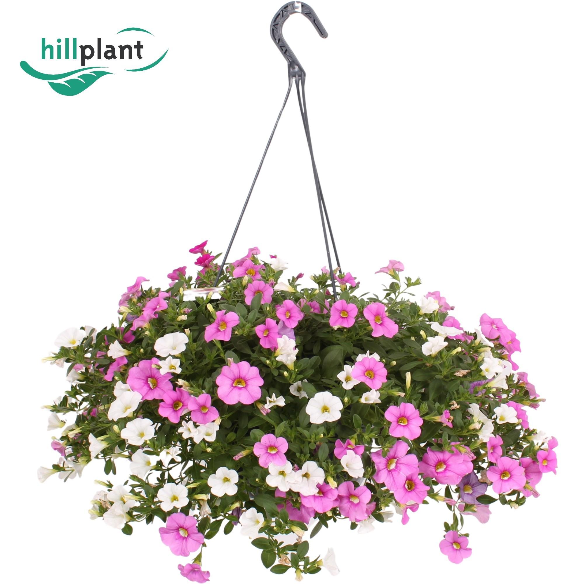 Горшечные цветы и растения оптом Calibrachoa Hangpot Gemengd Roze Wit от 1шт из Голландии с доставкой по России
