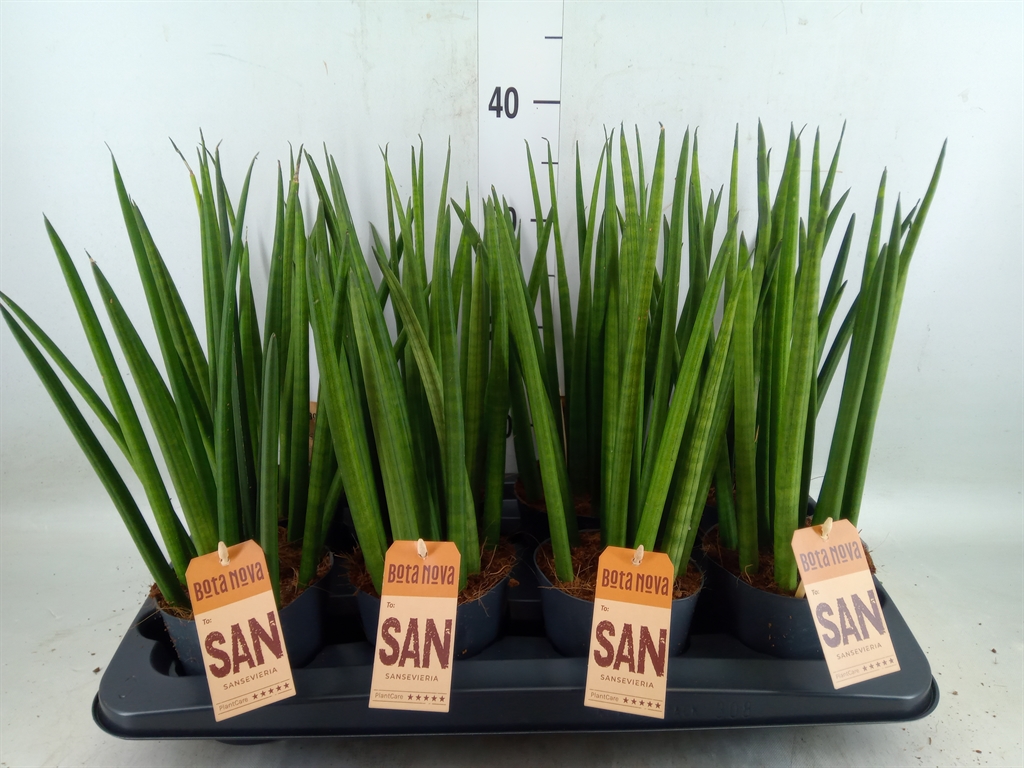 Горшечные цветы и растения оптом Sansevieria Cyl.  ... от 8шт из Голландии с доставкой по России