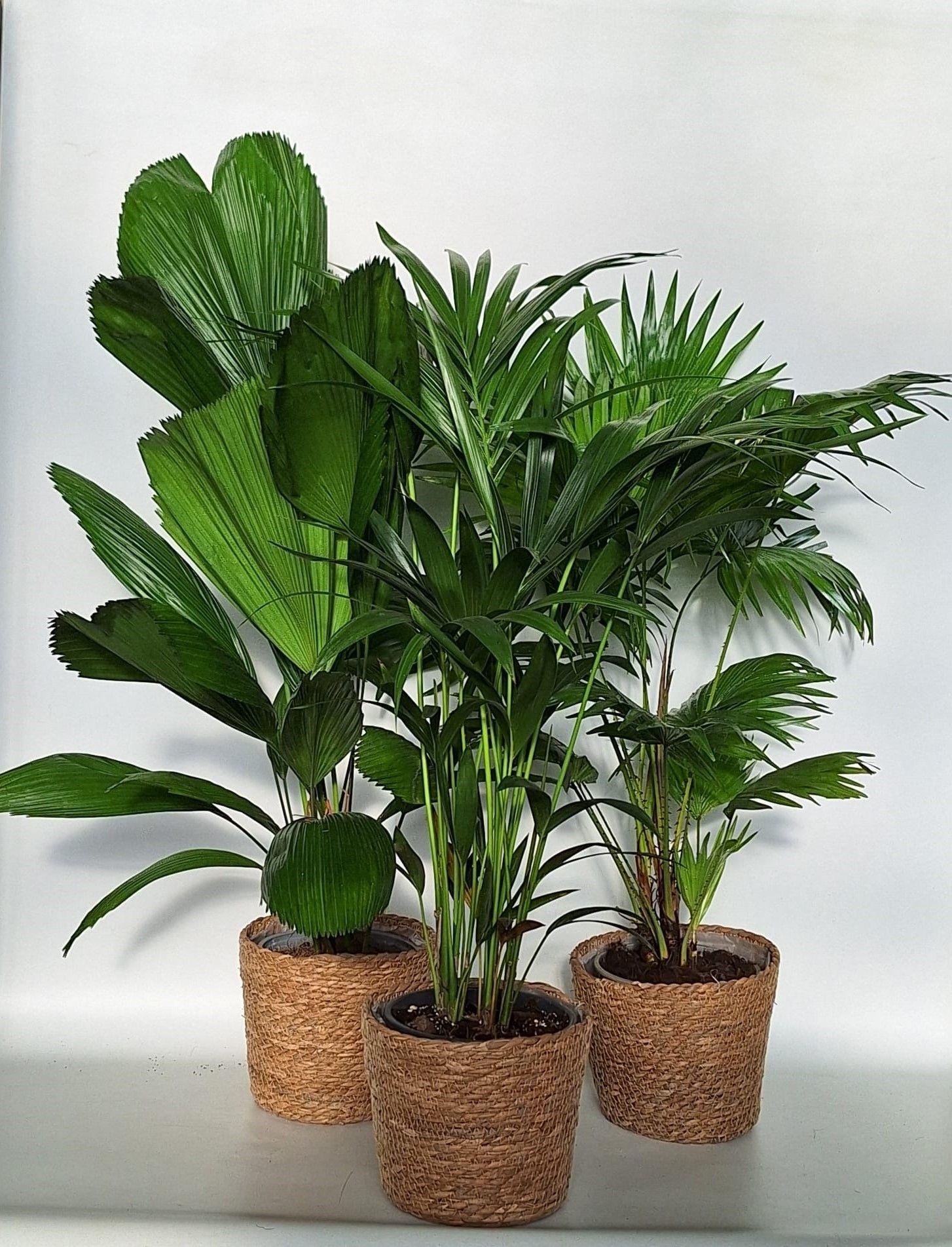 Горшечные цветы и растения оптом Palmen Gem от 3шт из Голландии с доставкой по России