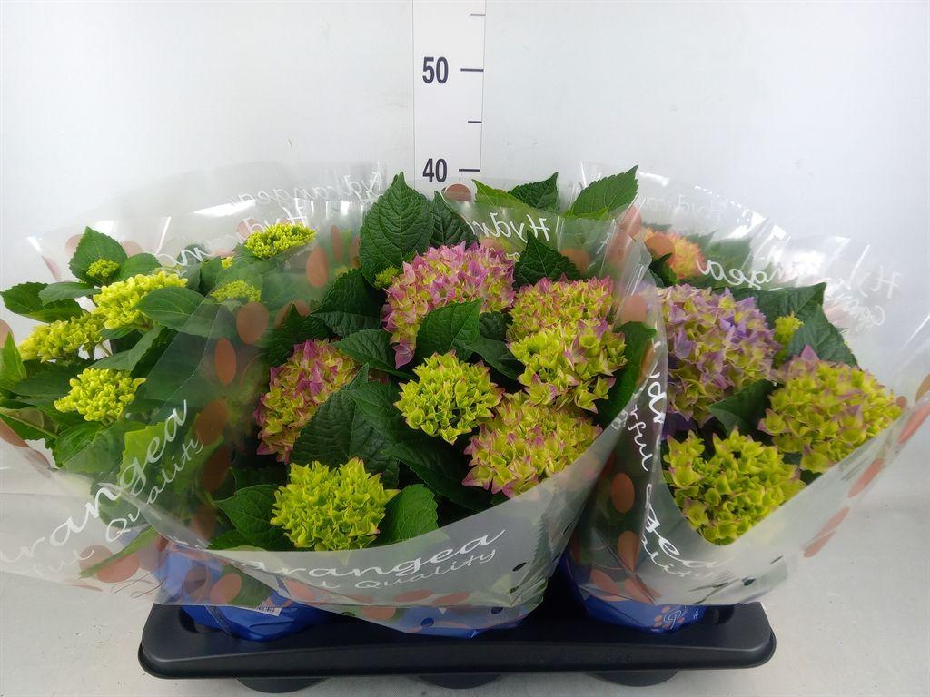 Горшечные цветы и растения оптом Hydrangea Mac.   ...mix от 6шт из Голландии с доставкой по России