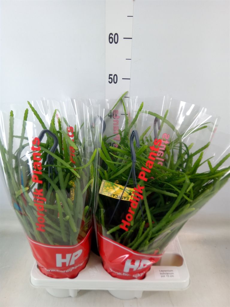 Горшечные цветы и растения оптом Lepismium Bolivianum от 4шт из Голландии с доставкой по России