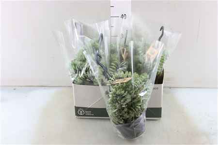 Горшечные цветы и растения оптом Crass Hottentot Special от 5шт из Голландии с доставкой по России