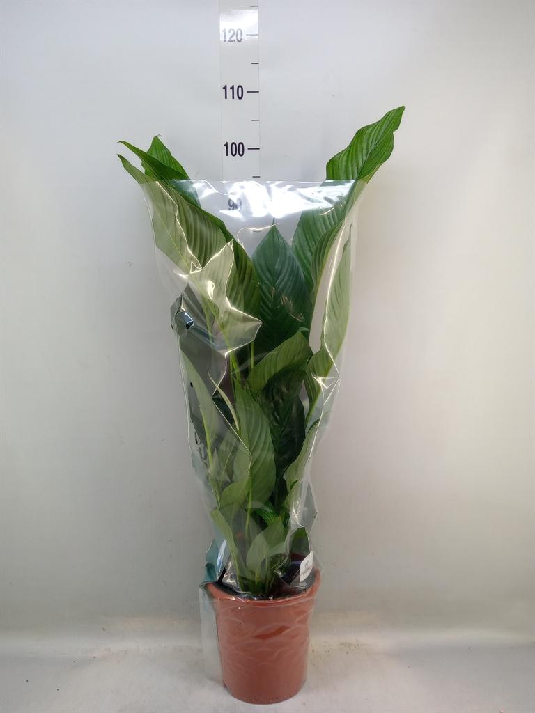 Горшечные цветы и растения оптом Spath Sweet Lauretta 2+ (air So Pure) от 1шт из Голландии с доставкой по России