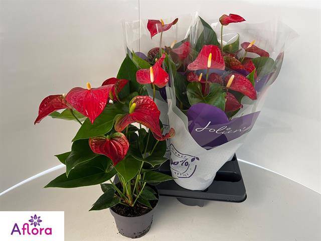 Горшечные цветы и растения оптом Anthu An Bambino Red от 4шт из Голландии с доставкой по России