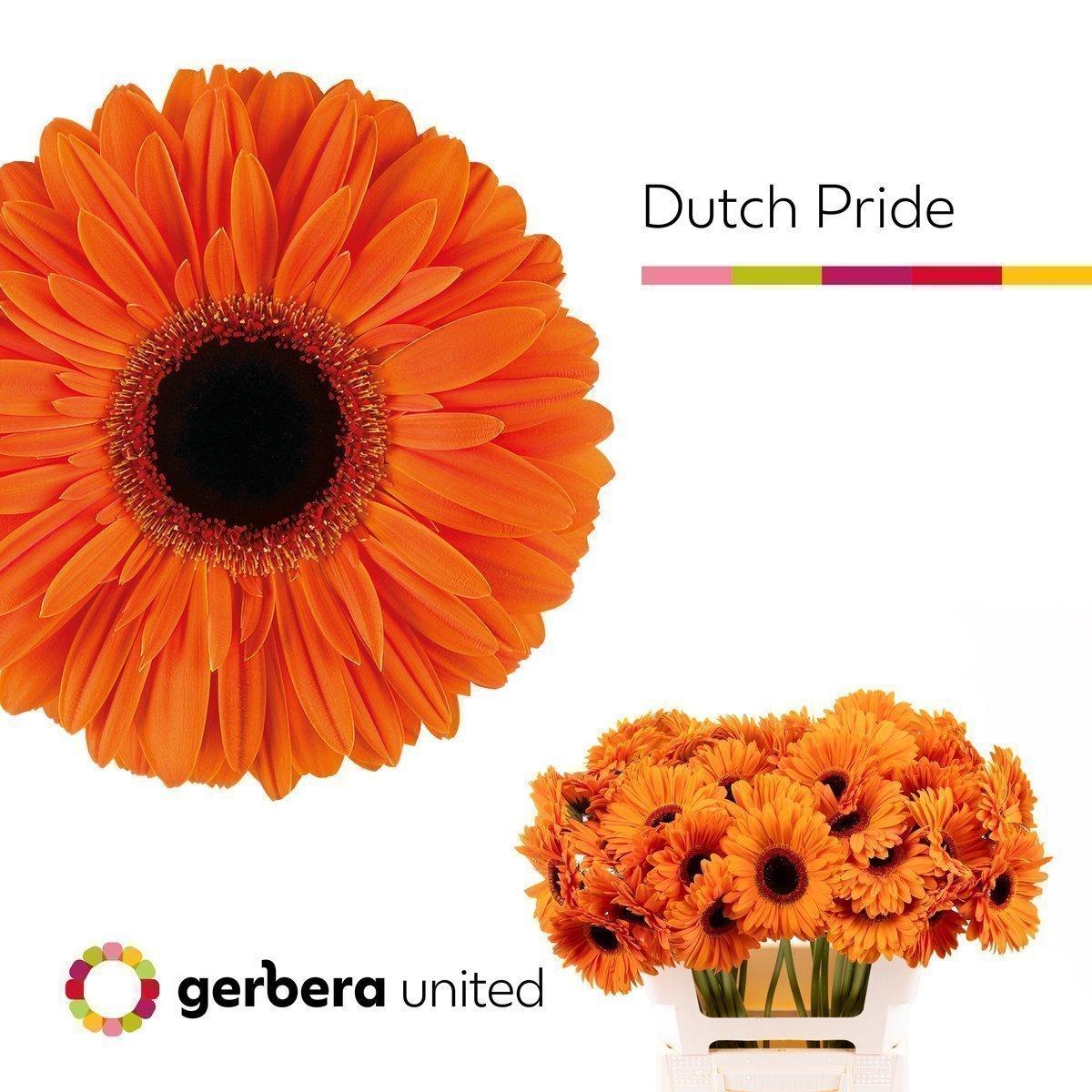 Срезанные цветы оптом Gerbera dutch pride от 40шт из Голландии с доставкой по России